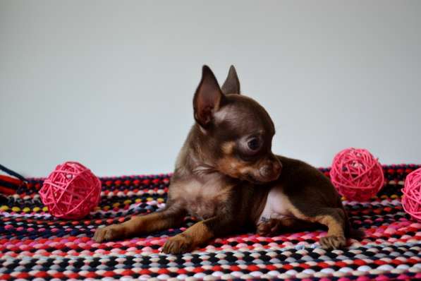 Щенки Той терьера питомник РКФ Москва в Москве