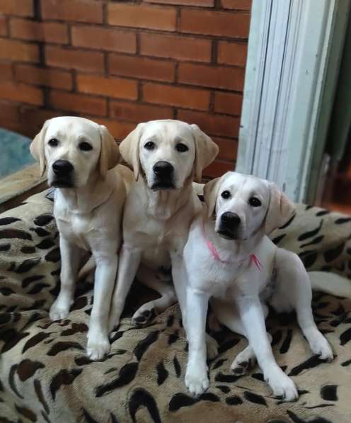 High quality Labrador Retriever puppies в фото 28