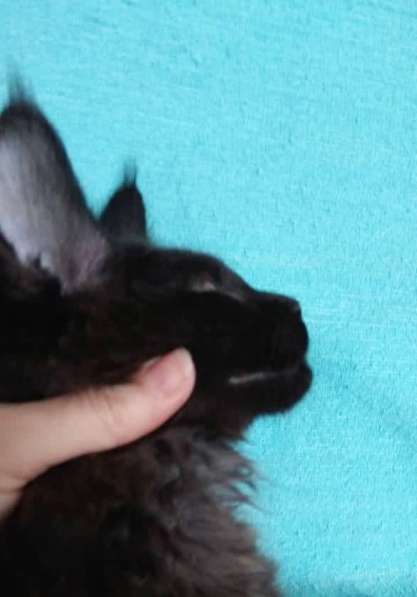 Апельсинки к Новому Году в Рязани фото 53