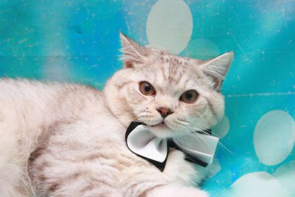 Очень крупный котик - ну очень в Москве фото 8