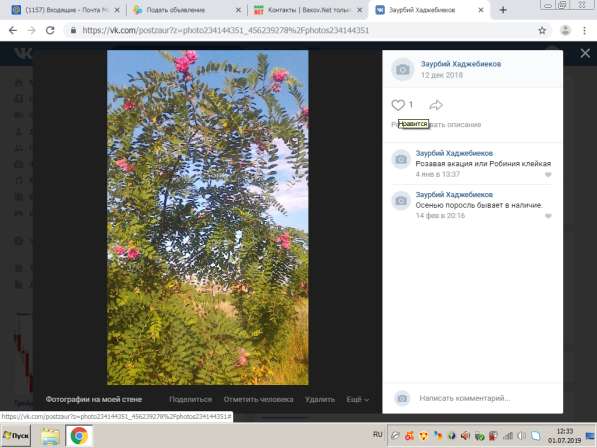 Саженцы и семена в Краснодаре фото 4