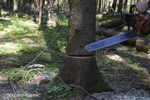 Удаление деревьев в Наро-Фоминске фото 3