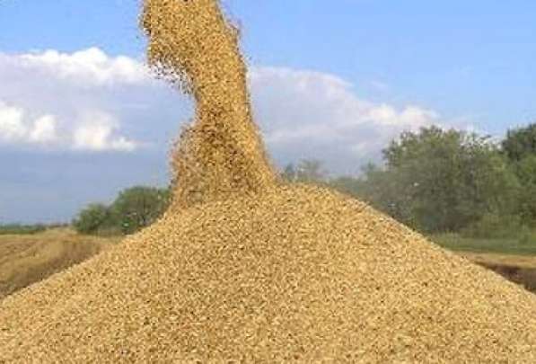 Мука пшеничная для Хлебзаводов особые условия в 