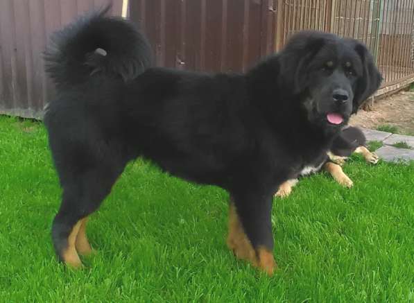 Тибетский мастиф - лучший страж на территории в Москве фото 174