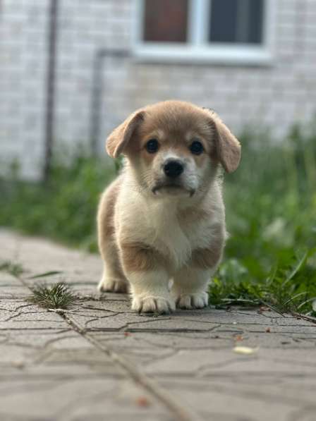 Вельш корги пемброк в 