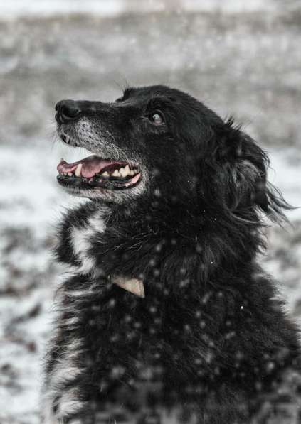 Весёлая, ласковая Чукча ищет семью в Москве фото 73