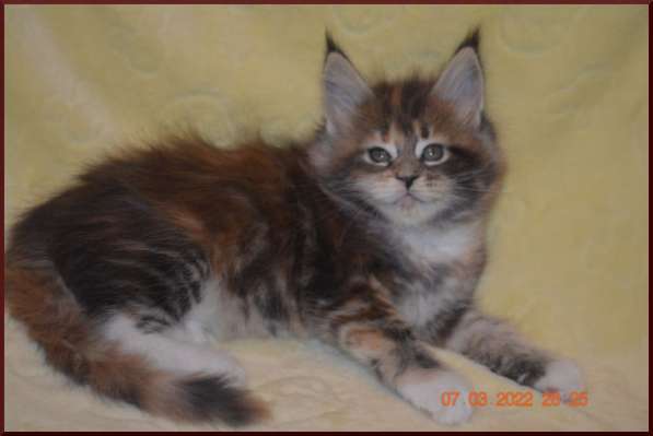 Роскошный черный котик мейн-кун из питомника в Астрахани фото 95