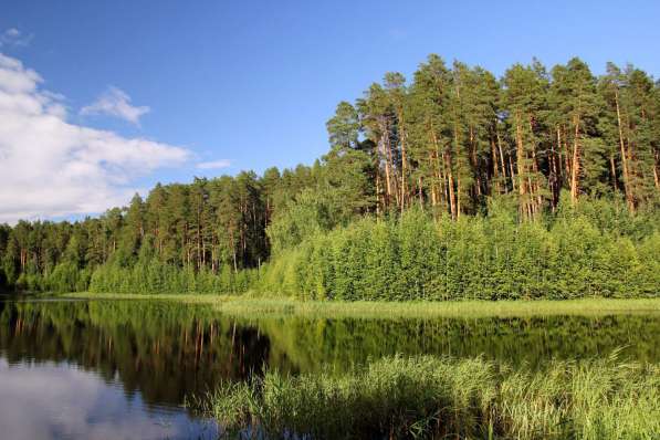 Коттедж в городе, рядом сосновый бор. Республика Беларусь в Смоленске фото 17