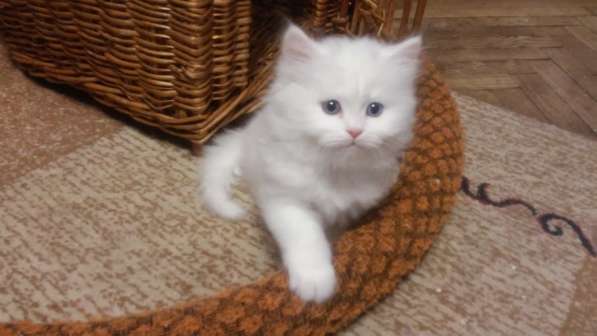 Продам белоснежных пушистых красавиц в Санкт-Петербурге фото 6