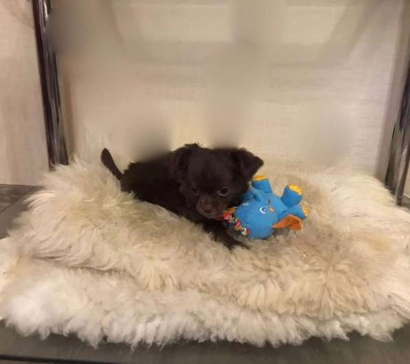 Щенки чихуахуа в Ставрополе фото 8