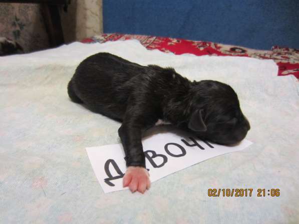 Щенки в Ульяновске фото 12