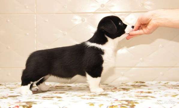 Вельш корги кардиган щенки предлагаем