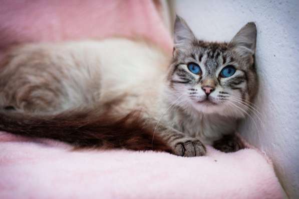 Молодая кошечка Барселона в добрые руки в Москве фото 3