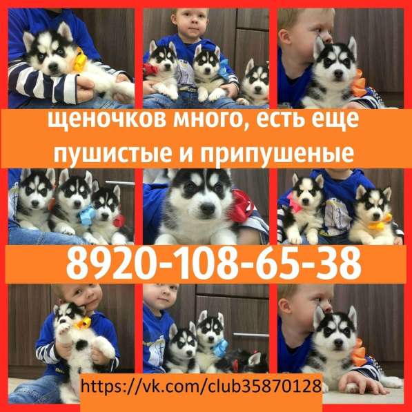 Щеночки сибирской хаски. Голубоглазые и не только