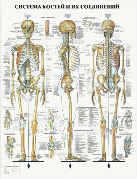 Анатомия. Учебные плакаты (комплект 40 плакатов) в фото 3