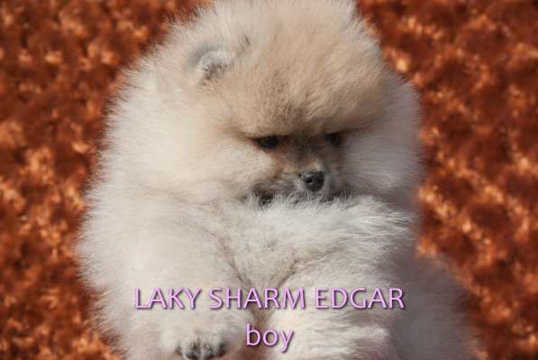 ЛАКИ ШАРМ ЭДГАР (померанский карликовый шпиц) в фото 15