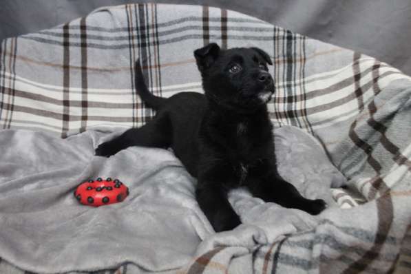 Черный щенок со звездочкой на груди в Санкт-Петербурге фото 18