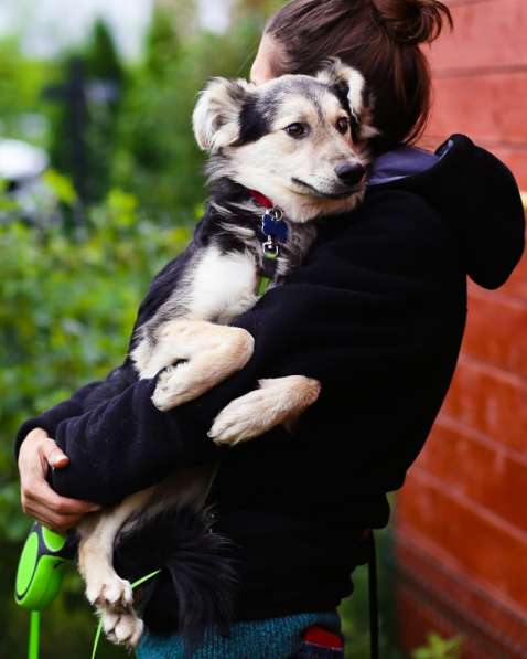 Красивый щенок с пушистыми ушками в Санкт-Петербурге