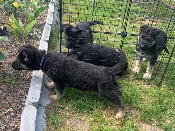 Щенки ВЕО с документами в Санкт-Петербурге фото 30