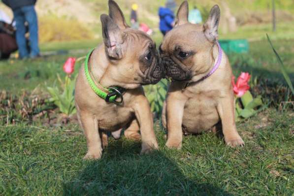 French bulldogs for sale в фото 4