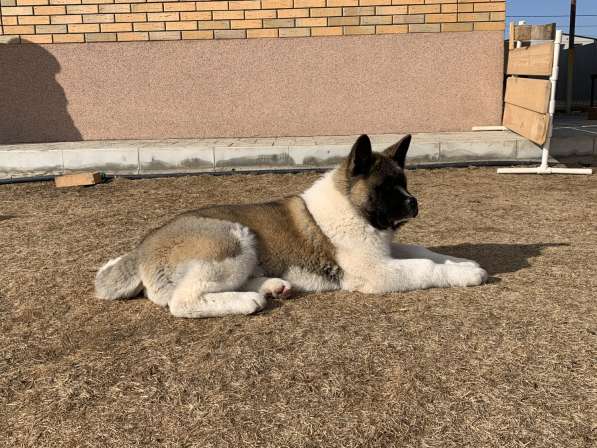 Акита в Ростове-на-Дону фото 55