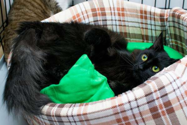 Элегантная Джейн Ли ищет себе друга в Москве