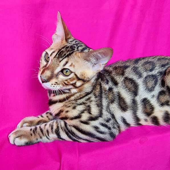 Продается чистокровный бенгальский котенок в фото 3