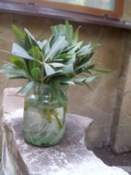 Декоративные растения для дома в Алуште фото 5