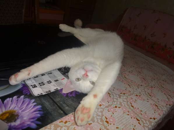 Белый голубоглазый котик с документами на вязку в 