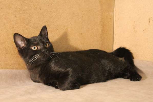 Грациозные угольно-черные котята в Санкт-Петербурге фото 15