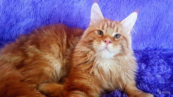 Котёнок шоу/брид класса, Чемпион WCF в Екатеринбурге фото 17