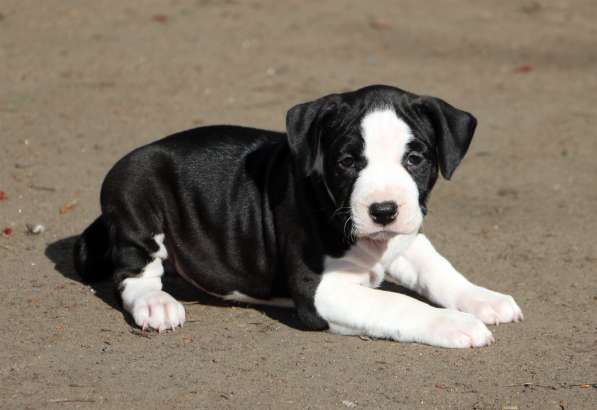 Высокопородные щенки амстаффа в Санкт-Петербурге фото 5