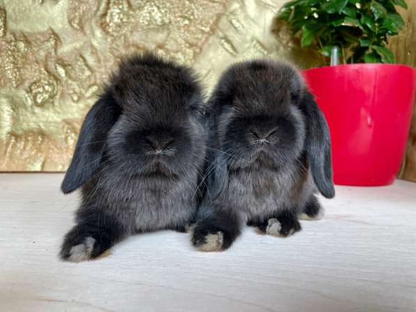 Кролики минилопы мардеры