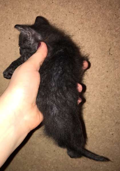 Кудрявые эльфы, каракулевые, элитные котята Девон-Рекс в Санкт-Петербурге фото 23