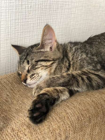 Мурлыка-котенок с дефектом глазика очень ищет дом в Санкт-Петербурге фото 39