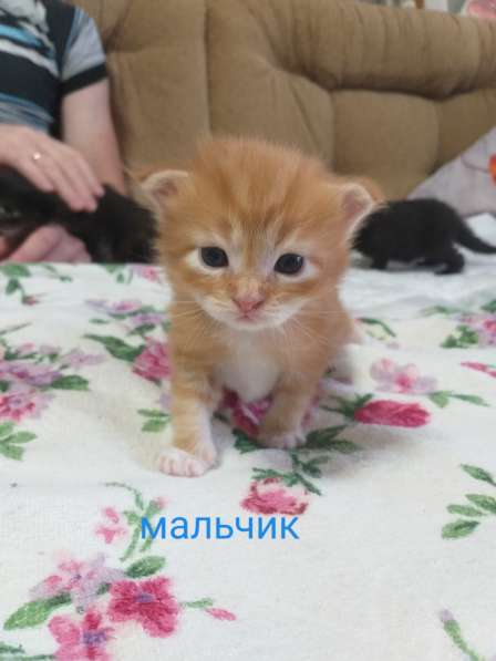 Мей кун в Кирове фото 28