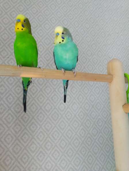 Волнистые попугаи -От Заводчика в Мытищи фото 5