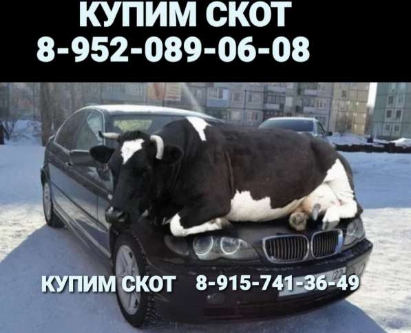 КУПИМ СКОТ в Тверском областе