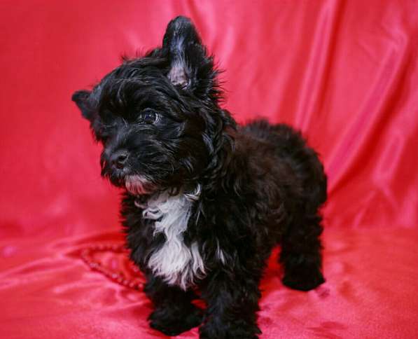 Йоркширский терьер в 