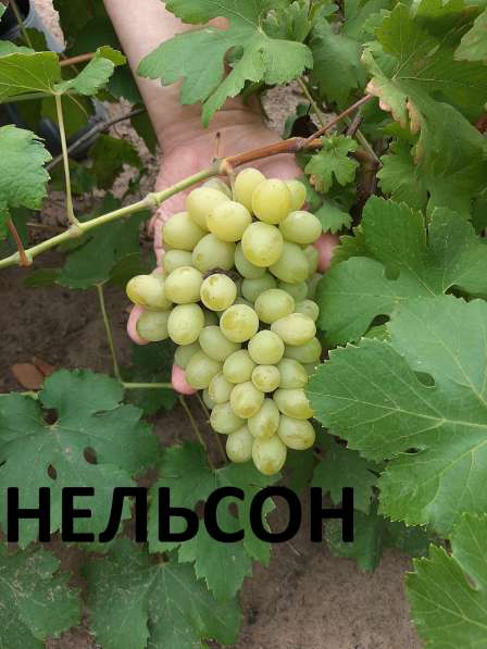 Саженцы винограда в Нижнем Новгороде фото 6