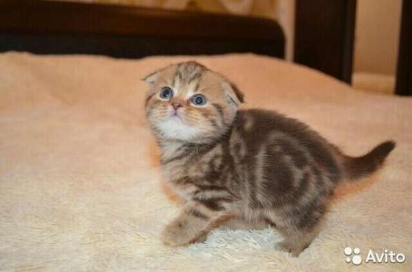 Котята-вислоухие и прямоухие в Костроме фото 8