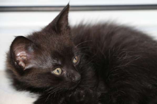 Очаровашка в подарок в Ростове-на-Дону