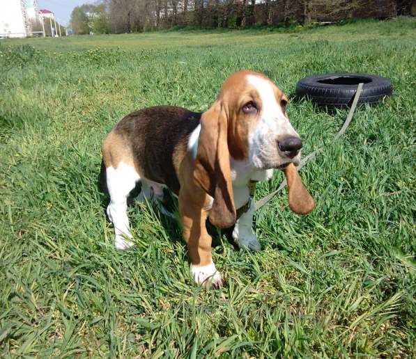 Щенки Бассет-хаунд в Армавире фото 5