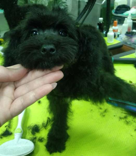 Пудель тикап. Самый маленький размер в 