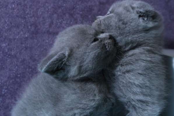 Продам котят, шотландская плюшевая вислоухая в Ногинске фото 3