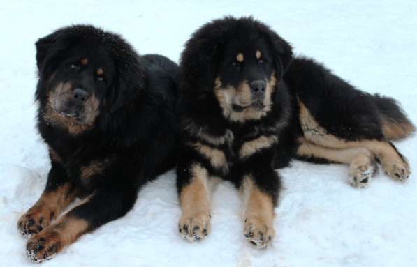 Тибетский мастиф - лучший страж на территории в Москве фото 158