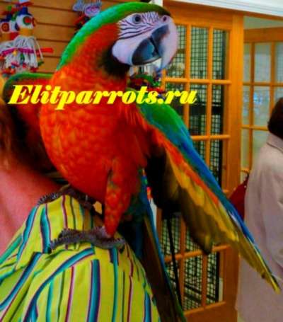Гибрид попугаев ара Арлекин - птенцы