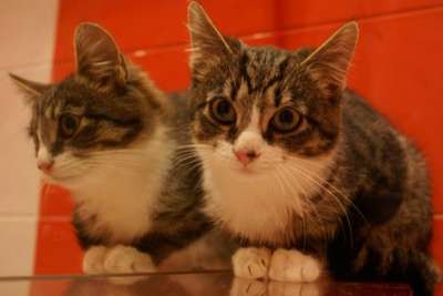 Отдам даром Ласковая красотка Рыся в Санкт-Петербурге