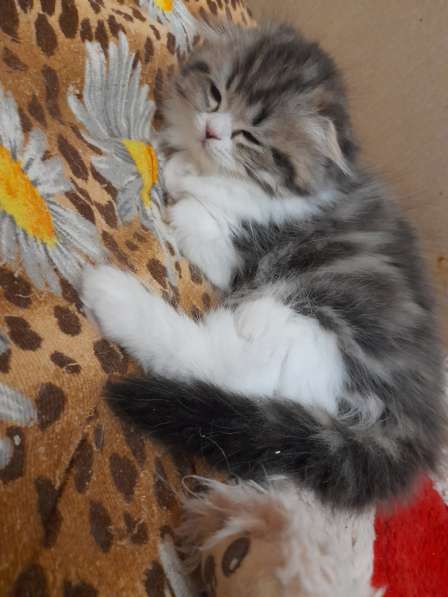 Шотландский вислоухий котёнок в Великом Новгороде