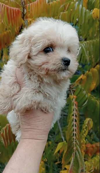Maltipoo. Boy в фото 3